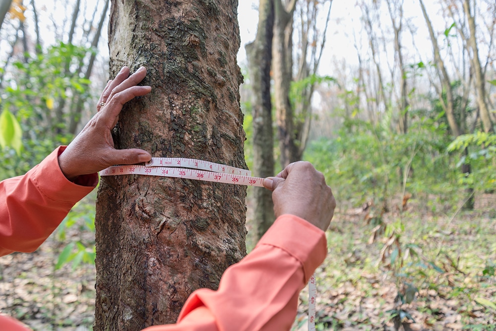 hands holding measuring tape for measure the rubber tree